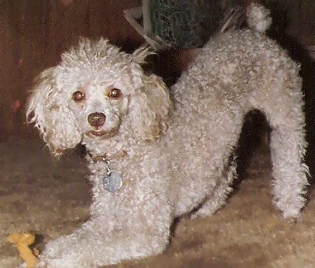 A sassy teen! Nikki was sure a lot of fun. Would be an attack dog in play on command and could turn it on and off again like a faucet.