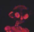 Image of reaver.jpg