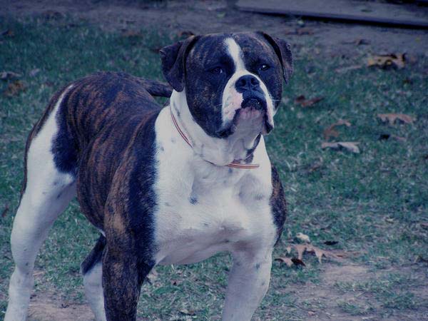 Image of bulldog.jpg
