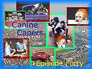 Image of caninecapersbanner.jpg