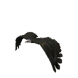 Image of eagleflying.gif