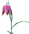 Image of anibluebell.gif