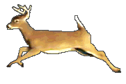 Image of anirunningdeer.gif