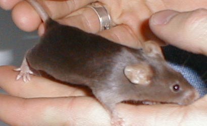 Image of brown_mouse.jpg