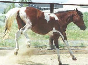 Image of horsekick.jpg