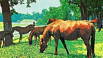 Image of horseypuzzle.jpg