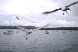 Image of seagulls.jpg