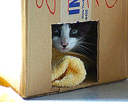 Image of kittenbox.jpg
