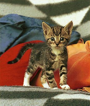 Image of kittensmall.jpg