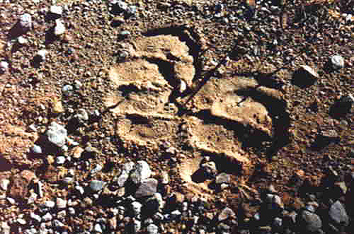 Image of catalinabuffalofootprints.jpg