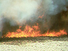 Image of grassfire.jpg