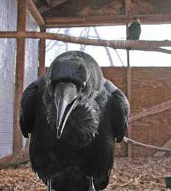 Image of raven.jpg