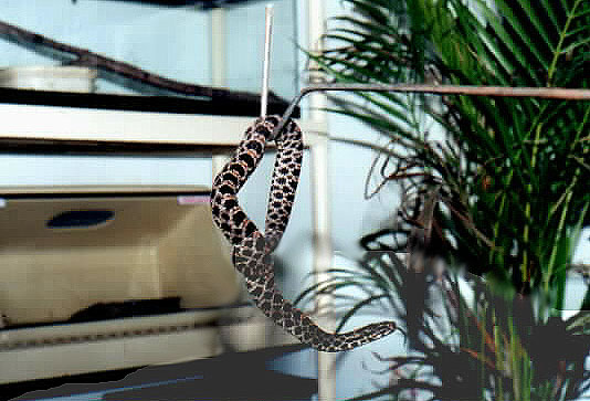 Image of snake-on-hook.jpg