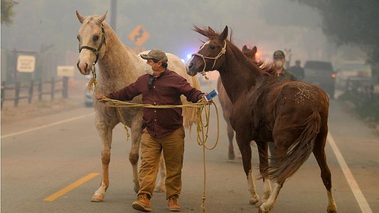 Image of 171208003235-california-fire-animals-horses-exlarge-169.jpg