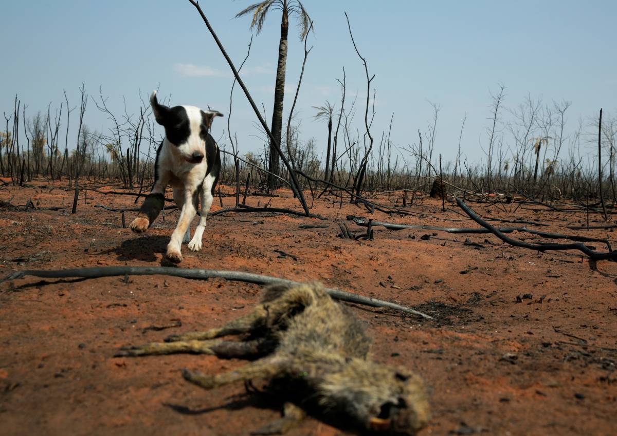Image of 2019-09-01t031006z_429037978_rc1c4ea49890_rtrmadp_3_bolivia-wildfires.jpg