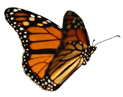 Image of butterfly-animated-gif.gif