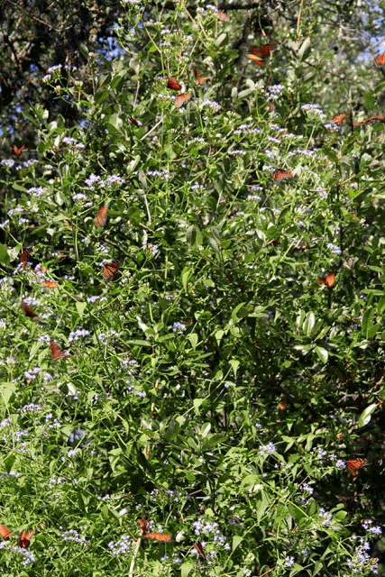 Image of butterflybush.gif