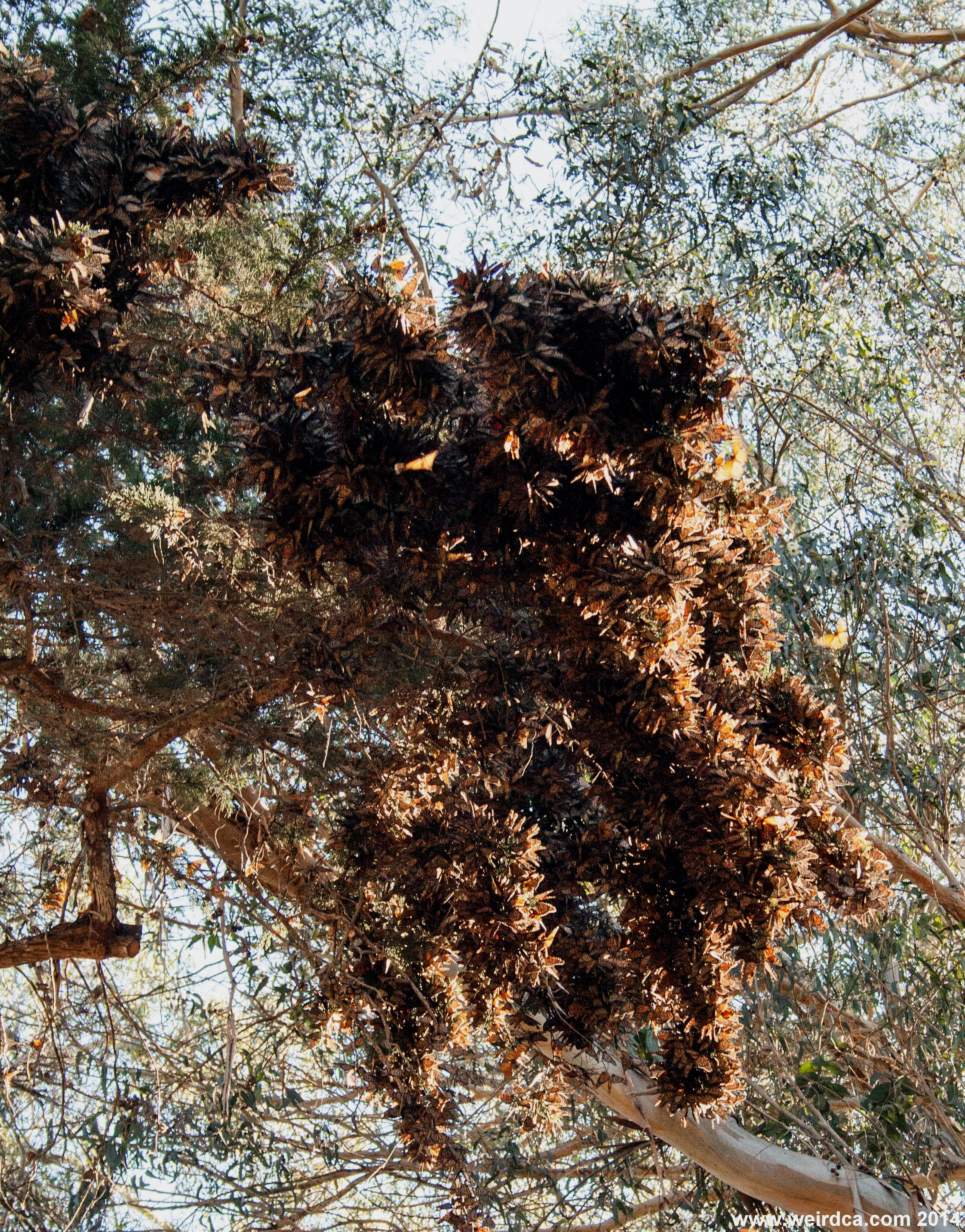 Image of butterflycanopy.jpg