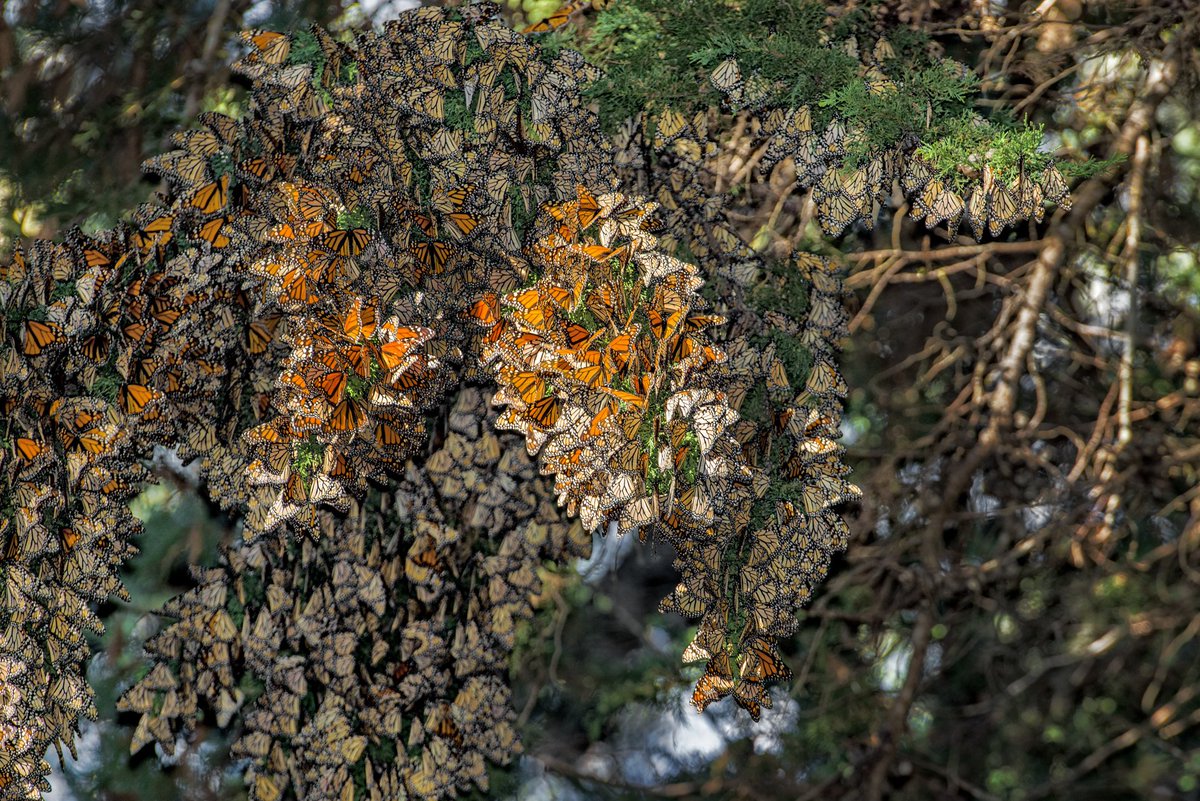 Image of butterflytrees.jpg