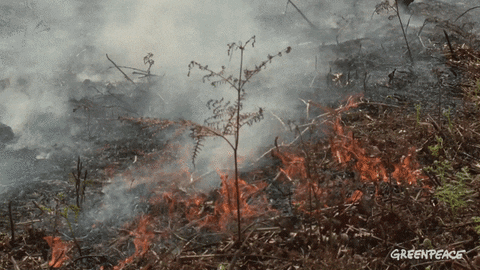 Image of fireburn.gif