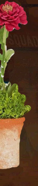 Image of halfzinna.jpg