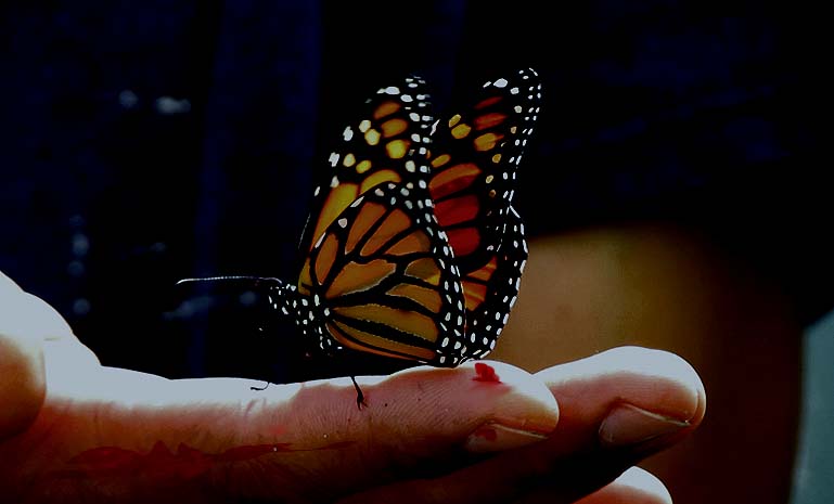 Image of monarch_butteryfly_stand_on_handdark.jpg