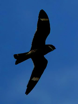 Image of nighthawk-flying.jpg