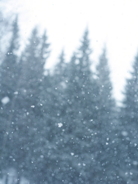 Image of snowforest.jpg