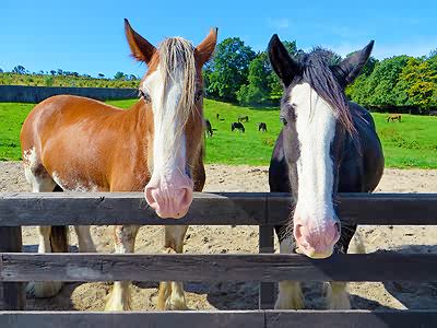 Image of two_horses_at_fence.jpg