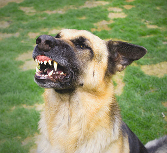 Image of growlingdog.jpg