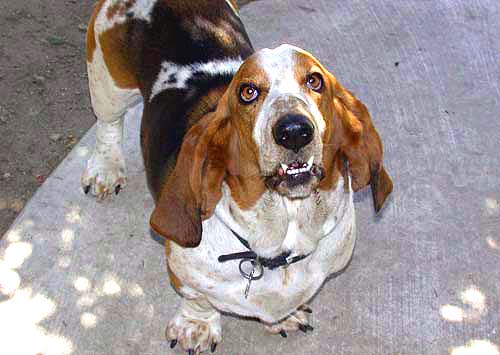 Image of henrybarklookupoutside.jpg