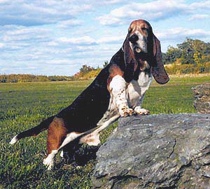 Image of henrypoint.jpg