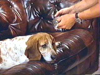 Image of henrytreats.jpg