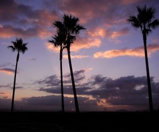 Image of palmdusk.jpg