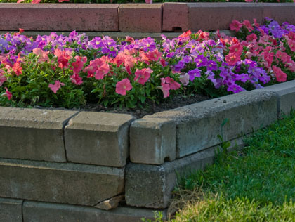 Image of petunia-raised-bed.jpg