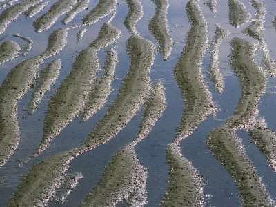 Image of recedingocean.jpg