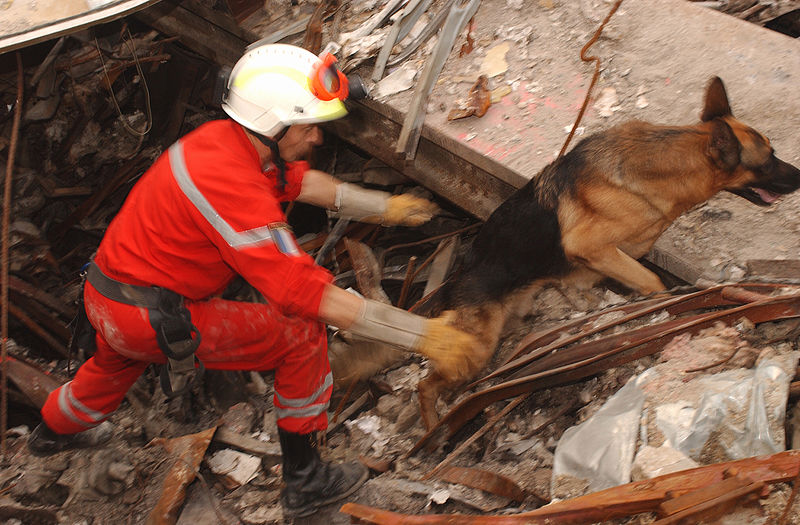 Image of searchdog.jpg
