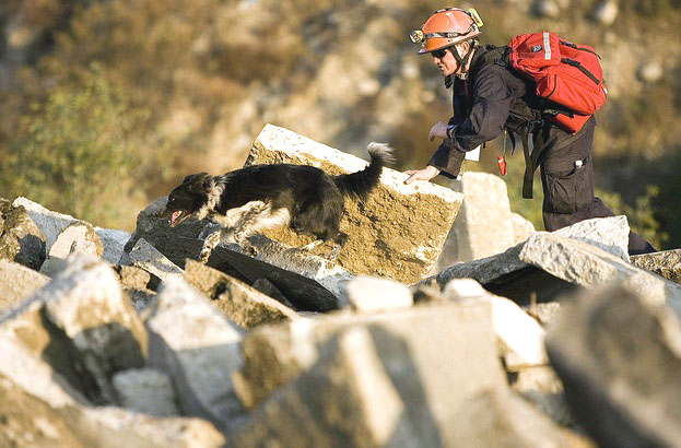 Image of searchdogrubble.jpg