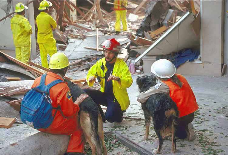 Image of searchdogs.jpg
