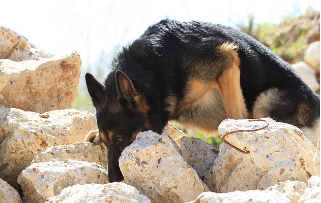 Image of searchdogsniff.jpg