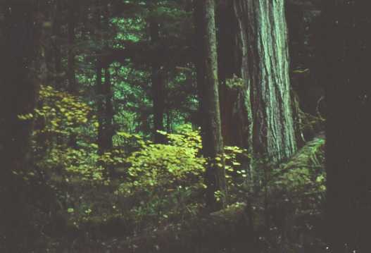 Image of tree-forest-night.jpg