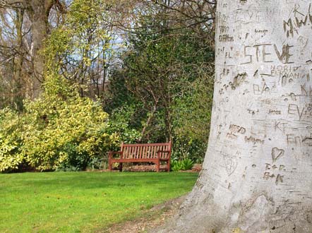 Image of treecarved.jpg