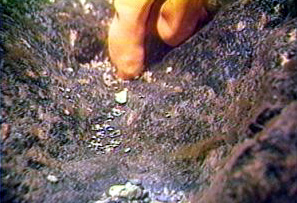 Image of usardirt.jpg